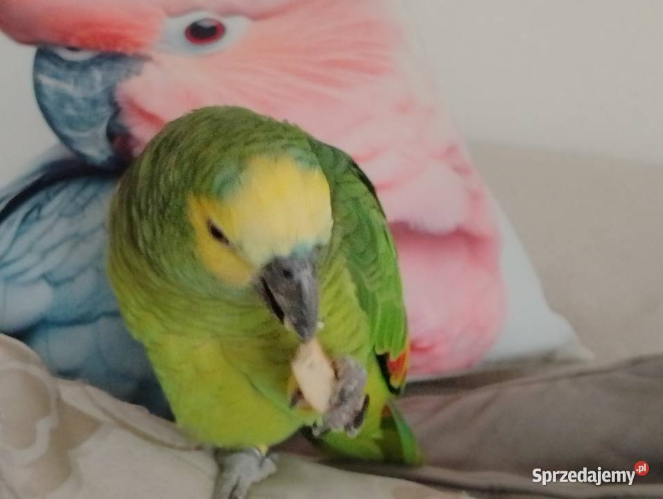 Amazonka niebieskoczelna