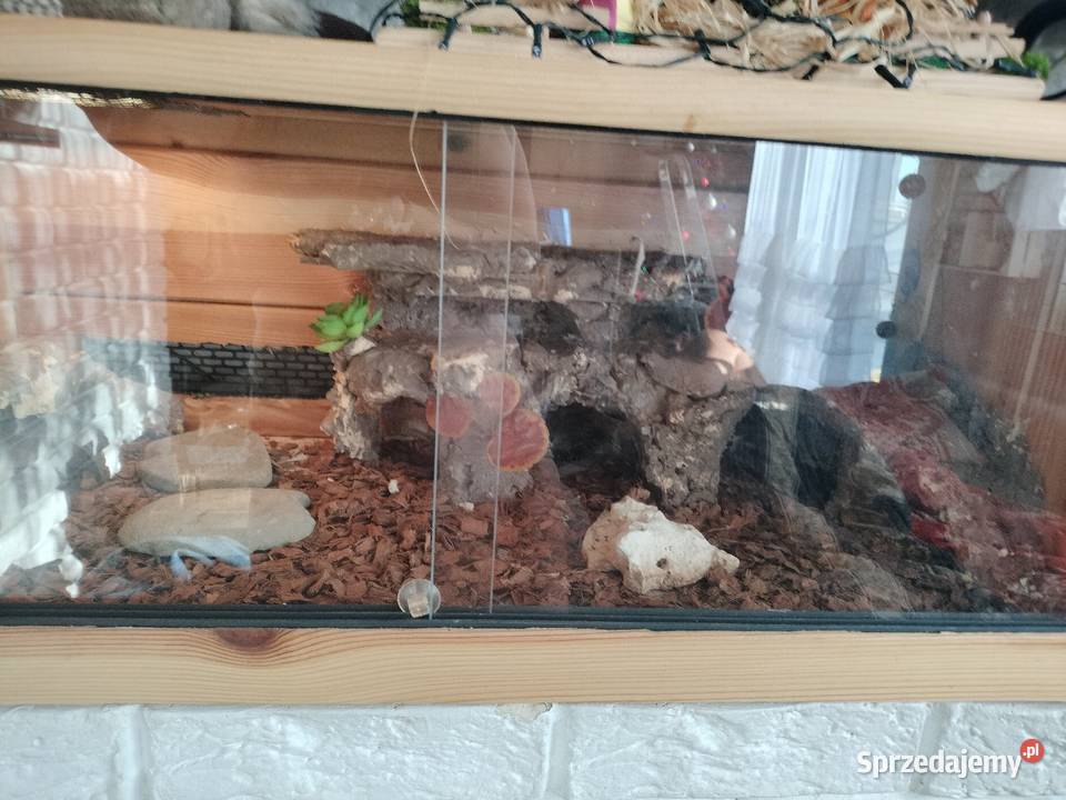 Sprzedam dwa gekony lamparcie śląskie Rybnik