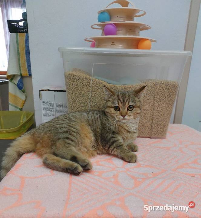 Kotka brytyjska złota ticked sprzedam