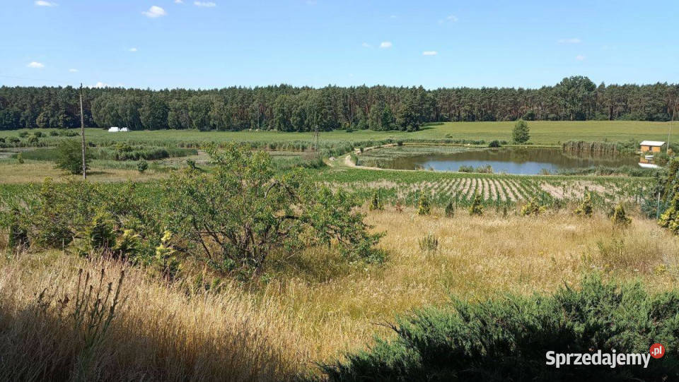 Dom z widokiem na stawy i las Sprzedaż Zielątkowo