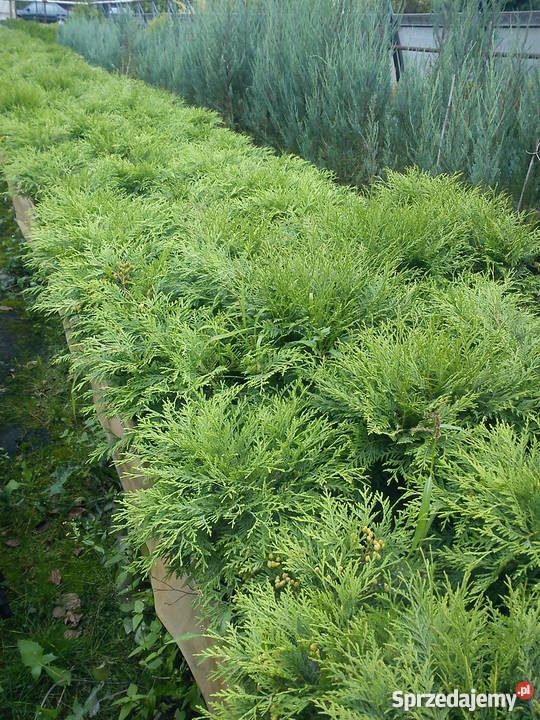 TUJA GLOBOSA przepiękna olbrzymia kula