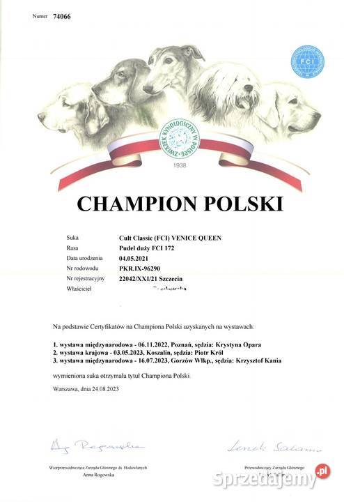 Pudel Królewski srebrny zachodniopomorskie Szczecin