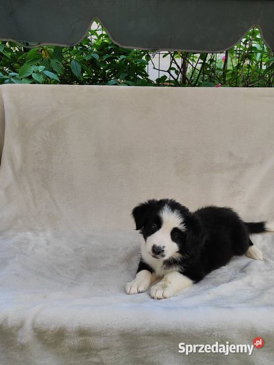 Suczka Border collie czarnobiała z rodowodem z Rymanów