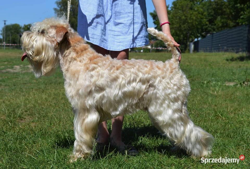 Terier pszeniczny Irish Soft Coated Wheaten Zwierzęta Rzeszów sprzedam