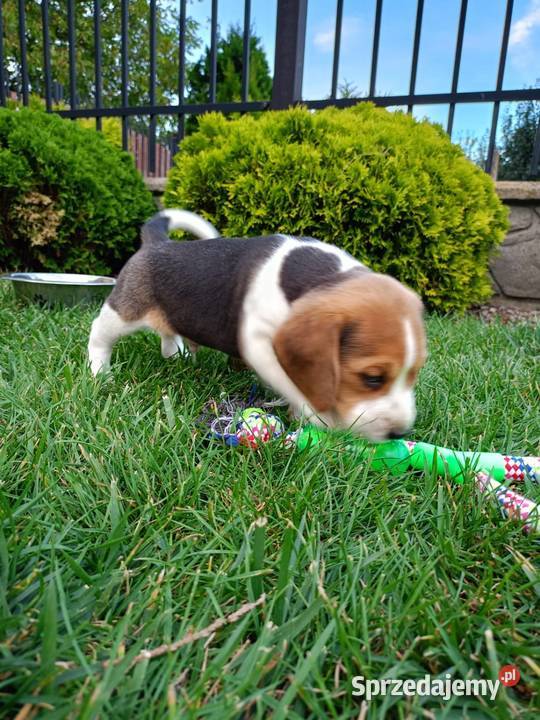 Śliczne Beagle metryka czip wyprawka Poddębice