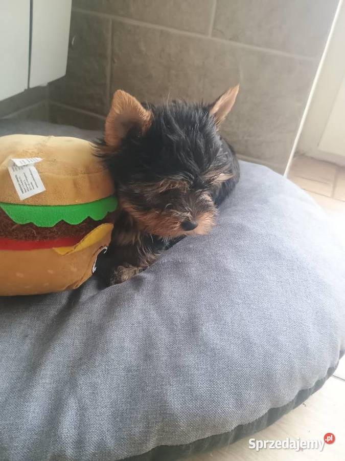 York Yorkshire terrier suczkamini Zwierzęta Radziejów