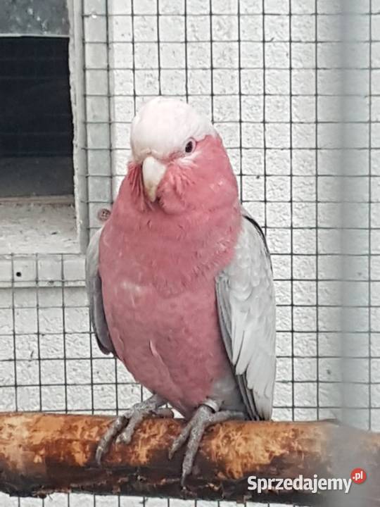 Kakadu Różowe para Bystra