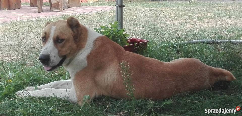Owczarek środkowoazjatycki piesek Kozienice