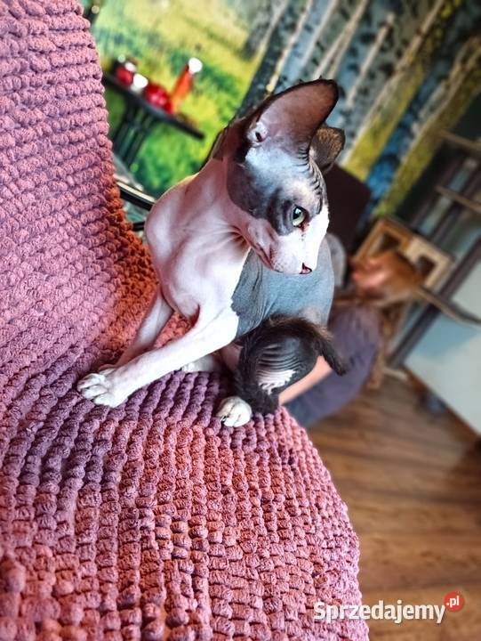 Sfinks Kanadyjski kotka FPL