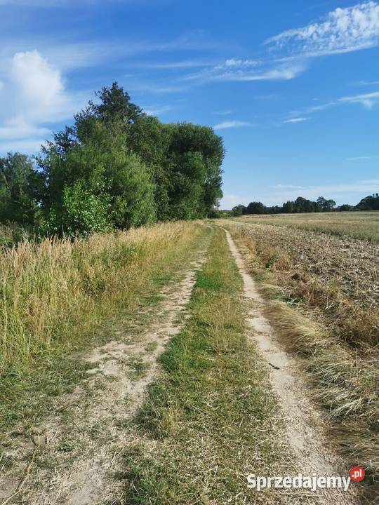 Działka rolna ziemia orna Grunty i działki Mokrsko