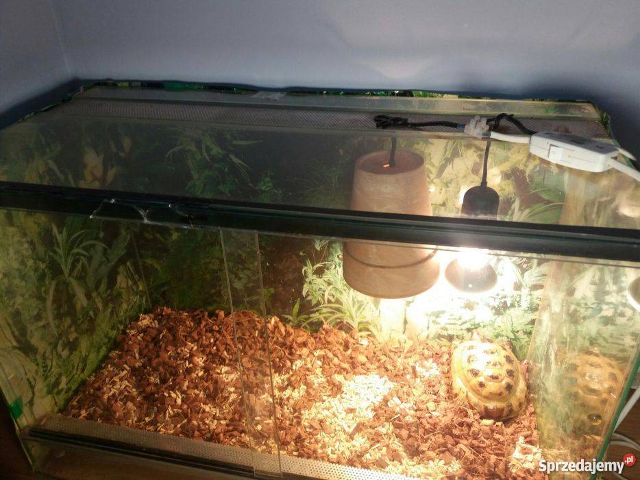 Sprzedam żółwia lądowego z terrarium Ostrołęka