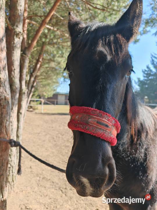 Ogierek śląski pełny papier Latino Sulmierzyce