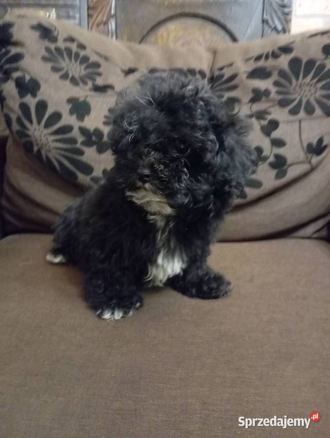 Russkaya Tssvetnaya Bolonka piesek o imieniu Shih Tzu Poznań