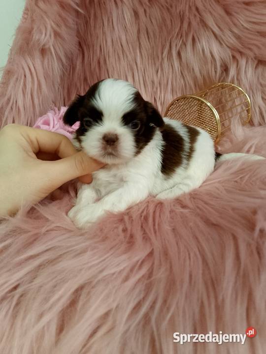 Biało czekoladowa suczka rasy ShihTzu
