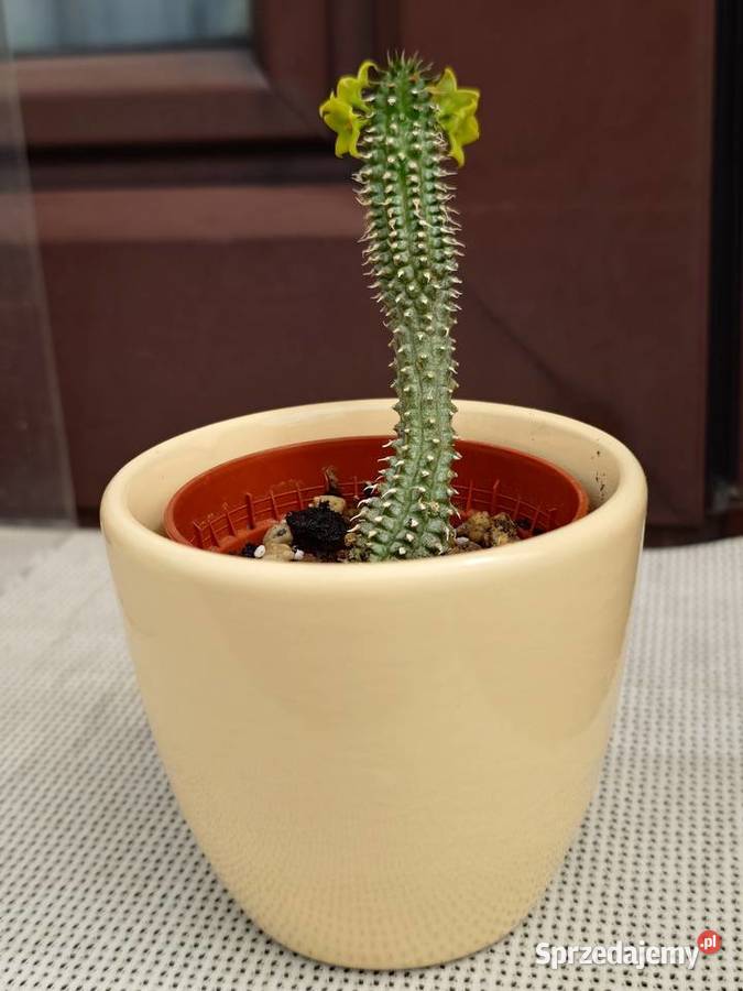 Echidnopsis chrysantha sukulent w osłonce Warszawa
