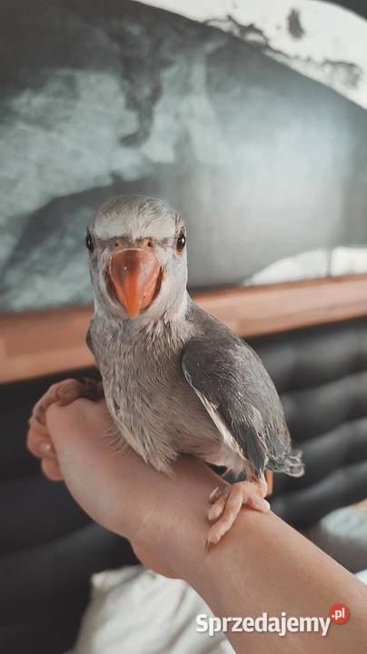 Aleksandretty pupil domowy Złotów