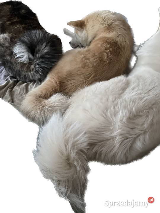 Ostatnia Japońska Akita Inu Okazja Międzychód