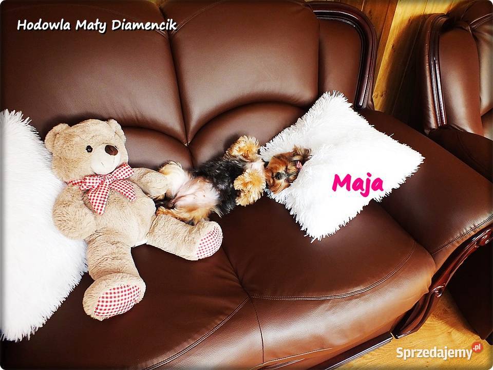 Yorkshire Terrier York Maja z Rodowodem do Żary sprzedam