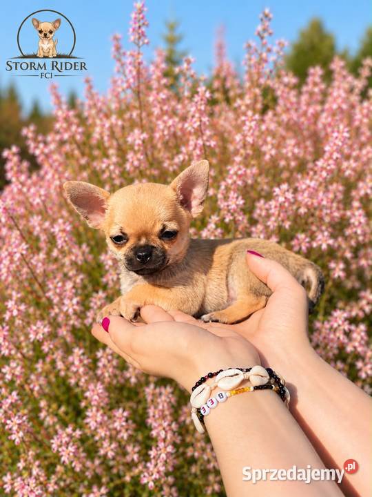 Chihuahua szczenięta FCI
