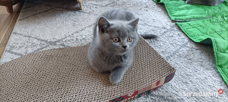 Kotka Brytyjska krótkowłosa niebieska Lusia mazowieckie Brwinów