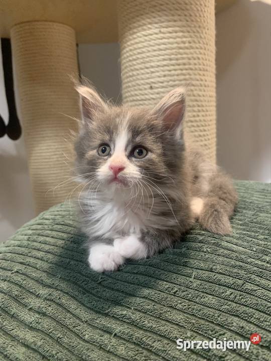 Rezerwacja kocięta koty i kocice Maine Coon mazowieckie Warszawa