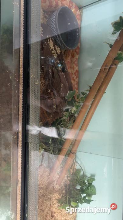 Sprzedam węża zbożowego z terrarium Gady i płazy podkarpackie
