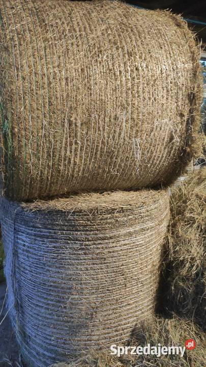 Siano w belach drugi pokos Polana