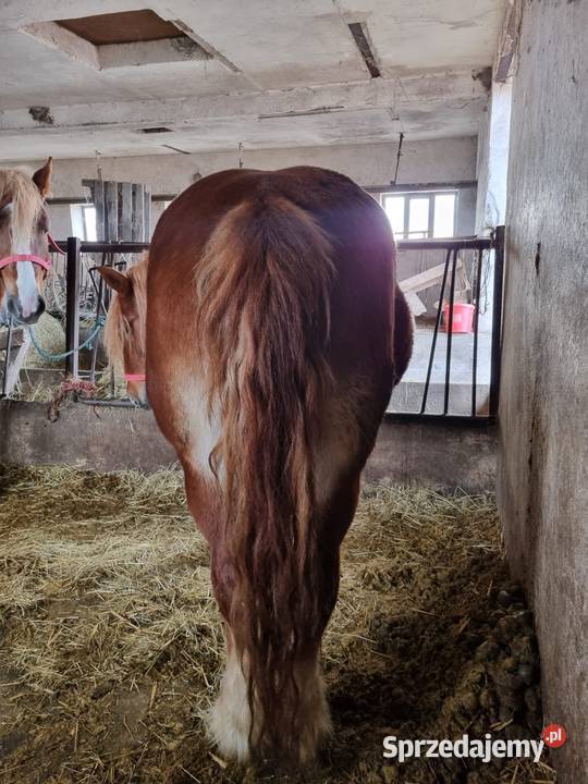 Klacz zimnokrwista zrebna Grodków