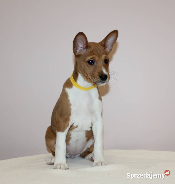 Szczenięta Basenji FCI Piotrków Kujawski