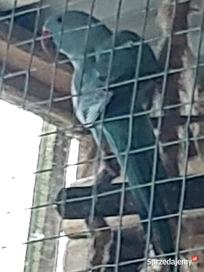 Aleksandretta obrożna Zwierzęta Koło