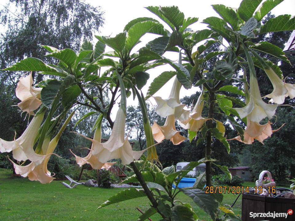 Datura biała podwójna kolory Pokój