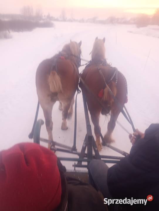 Sanie konne wysuwane kółka i hamulec Milejów
