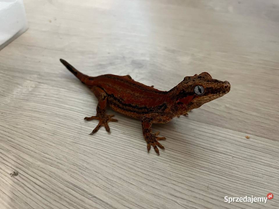 Gekon gargulcowy Red stripe blotch samica Bielsko-Biała sprzedam