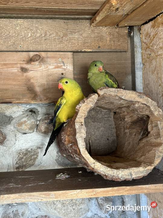 Para papug Bergów Nadma