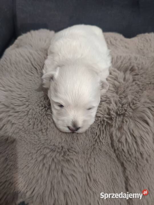Suczka i rasy West Highland White Terrier West Highland White Terrier Dębica sprzedam