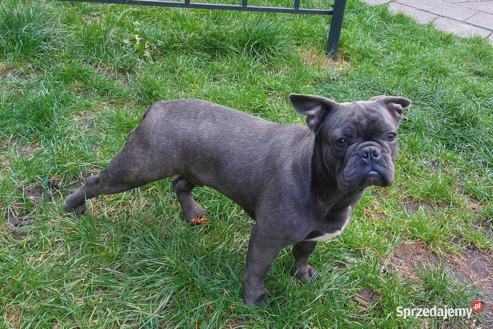 Buldog francuski BLUE pies Buldog Łódź