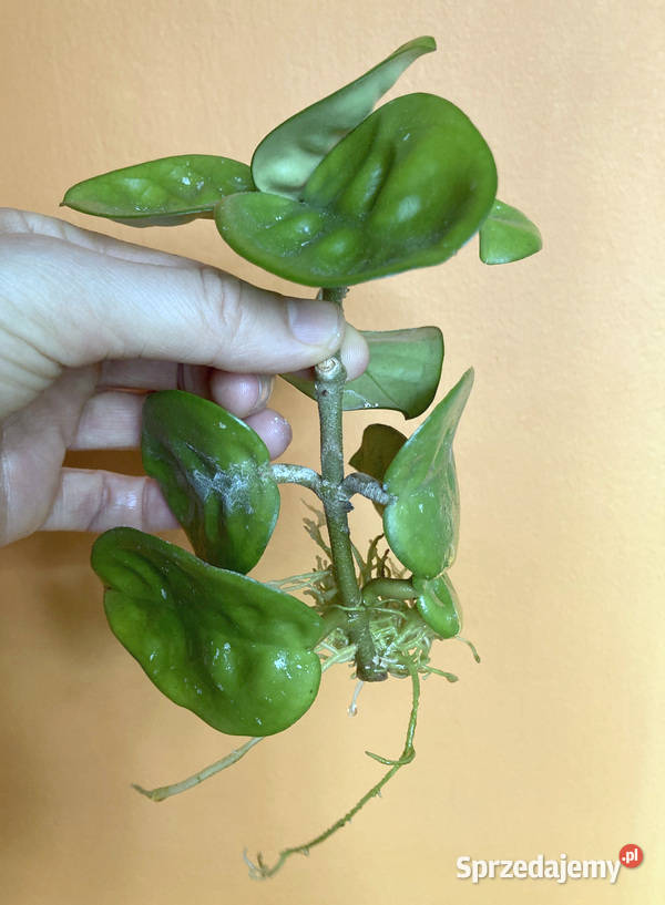 Hoya Krinkle 8 5 ukorzeniona sadzonka Kraków