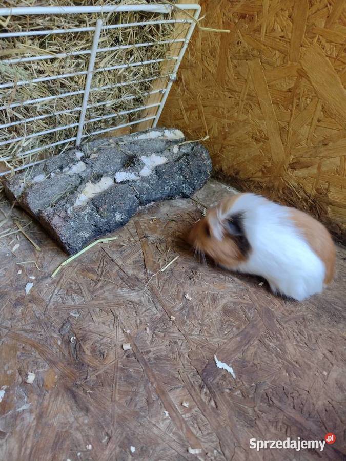 Świnki morskie peruańskie sprzedam