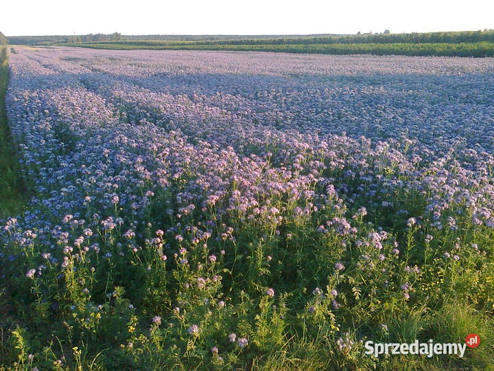 gorczyca seradela łubin żółty facelia Lipsko