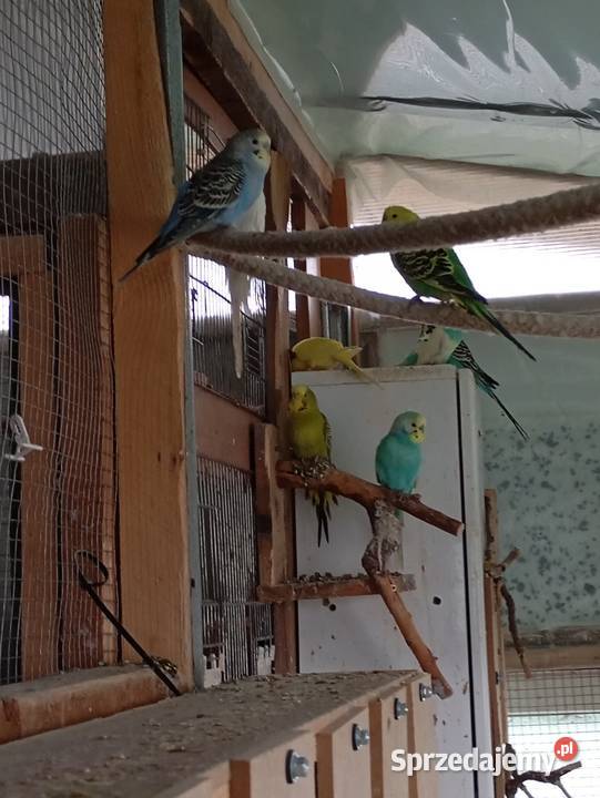 Papugi faliste Kłodzko sprzedam