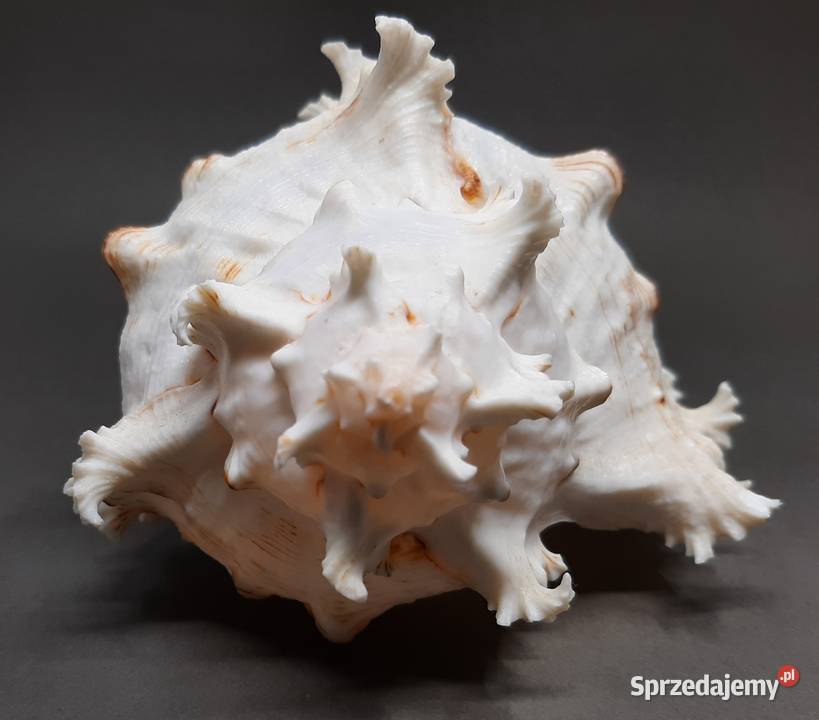 Muszla Rozkolec 1 jasny Duża Pozostałe Lublin