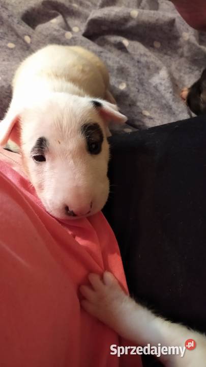 Szczeniaki Bulterier Standard