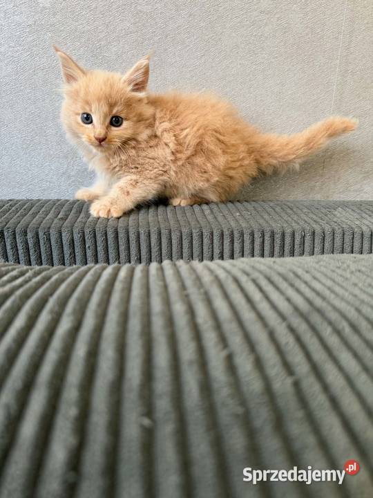 Maine Coon kocięta pomorskie Starogard Gdański