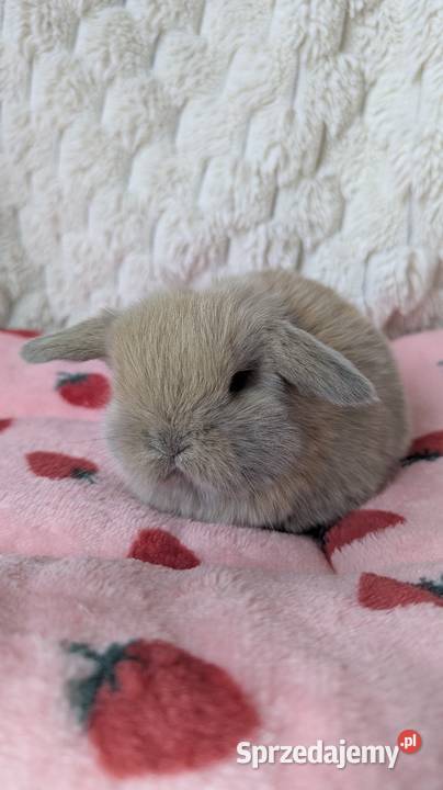 Mini lop królik miniaturka mały karzełek baranek małopolskie Kraków