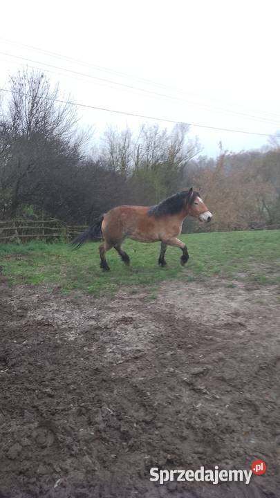 Sprzedam klacz zimnokwista 3 letnia zrebna Konie