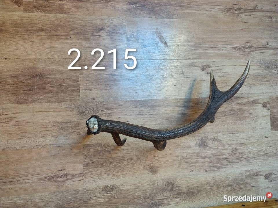 Sprzedam pojedyncze zrzuty jelenia