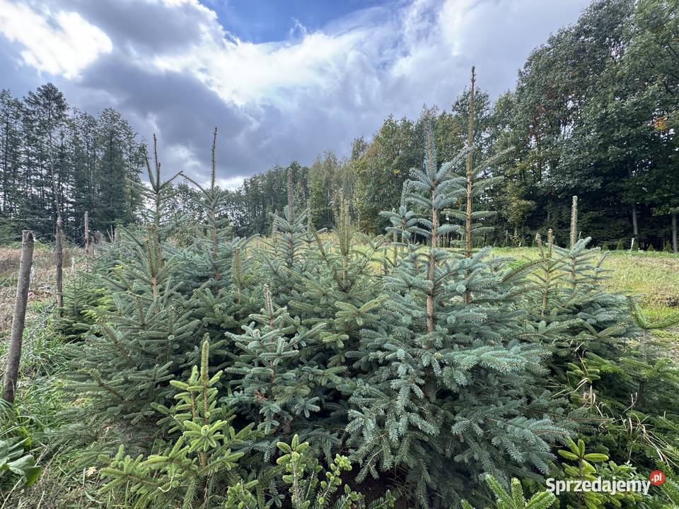 Choinki Jodły Kaukaskie Świerki małopolskie Tarnów sprzedam
