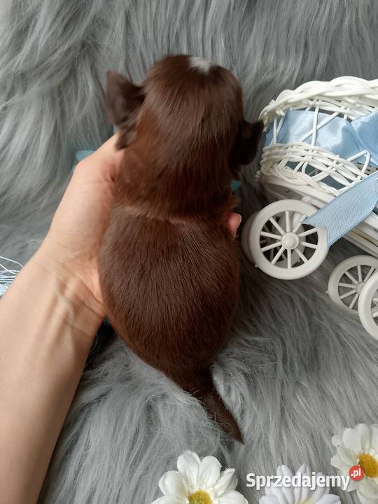 Piękny czekoladowy piesek Namysłów sprzedam