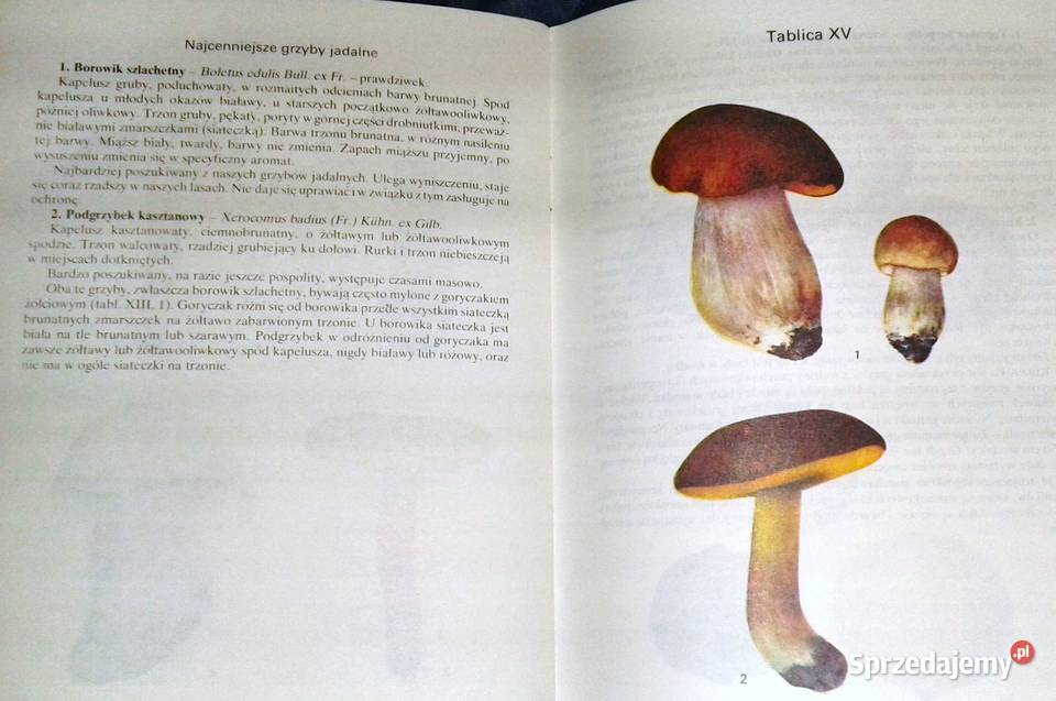 Grzyb jadalny czy trujący Zbigniew Domański Chełm sprzedam