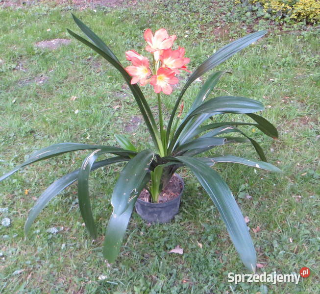 Kliwia Clivia miniata sadzonka Kraków kwitnie
